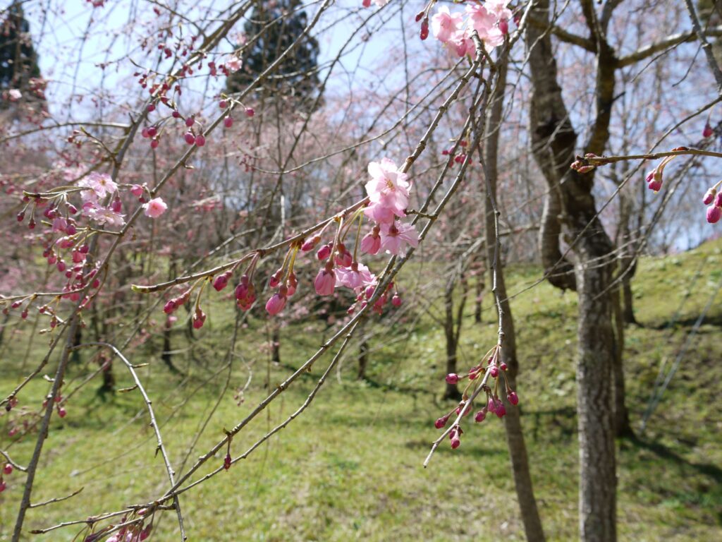枝垂れ八重桜